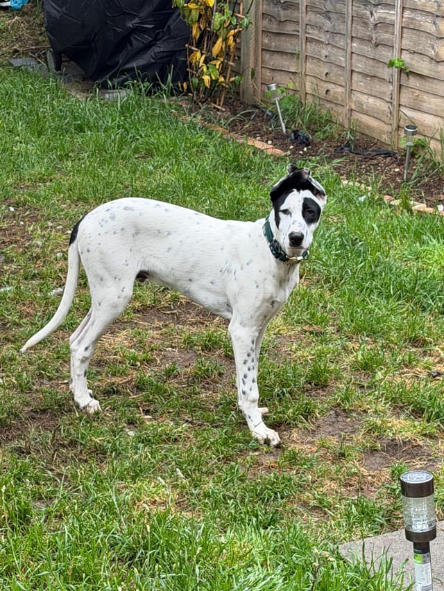 Patch, a tall white dog with black spots and black ears, standing on the lawn with his head tilted towards the camera.