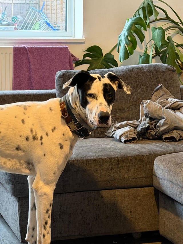 Patch standing beside a grey sofa in the living room, looking straight at the camera.
