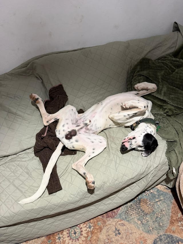 Patch fast asleep on his back on a sofa, all four legs in the air.