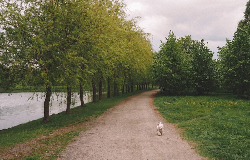A small white West Highland terrier trotting along a gravel path beside still water, with a row of willow trees on the bank under a cloudy spring sky.