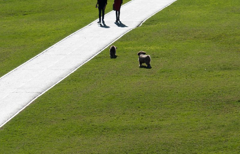 Two people walking along a pale path across a wide, sunlit park lawn while their two small fluffy dogs trot on the grass beside them.