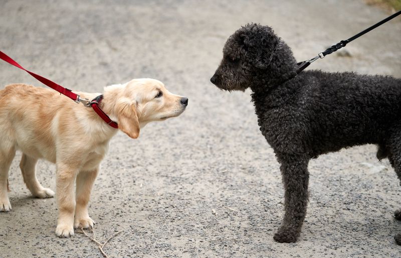 A golden retriever puppy on a red lead cautiously meeting a black curly-coated dog, also on a lead, on a gravel path.