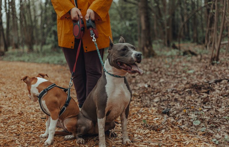 An owner in an orange raincoat holding two dogs on short leads, a tan-and-white terrier and a grey bull breed, on a leaf-covered woodland path.