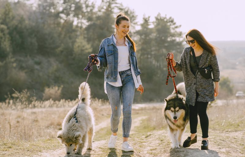 Two women chatting as they walk two fluffy malamute-type dogs on leads along a dirt track in sunny countryside.