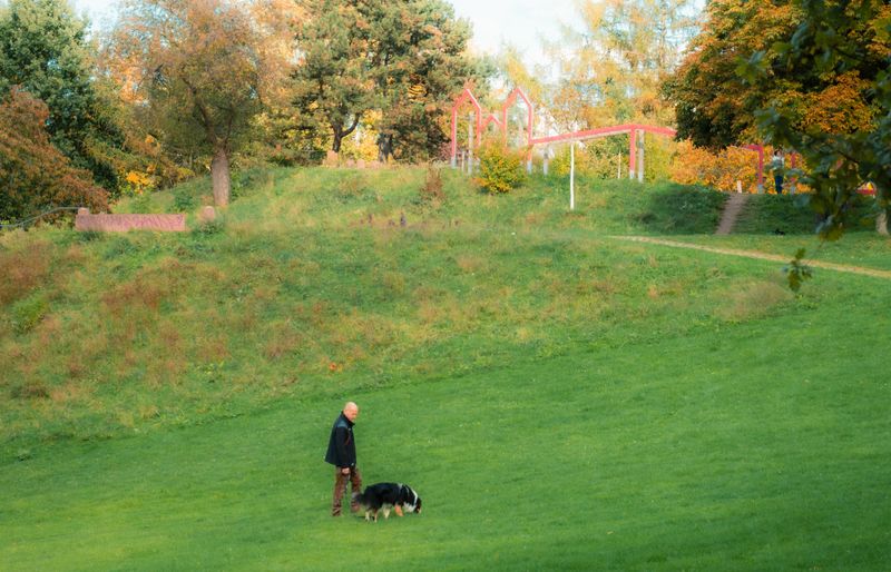 A man walking a black-and-white dog across a large, sloping park lawn, with autumn trees in yellow and orange behind.