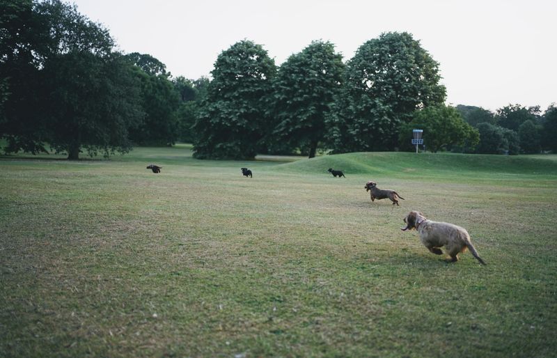 A wire-haired dachshund bounding across a grassy park in the foreground, with four other dachshunds running on the lawn behind it, under big green trees.