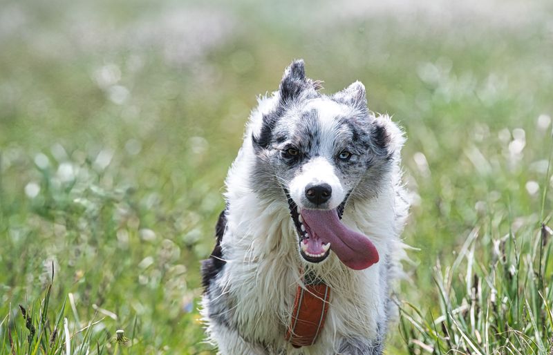 A merle border collie running straight towards the camera through a grassy meadow, tongue out.
