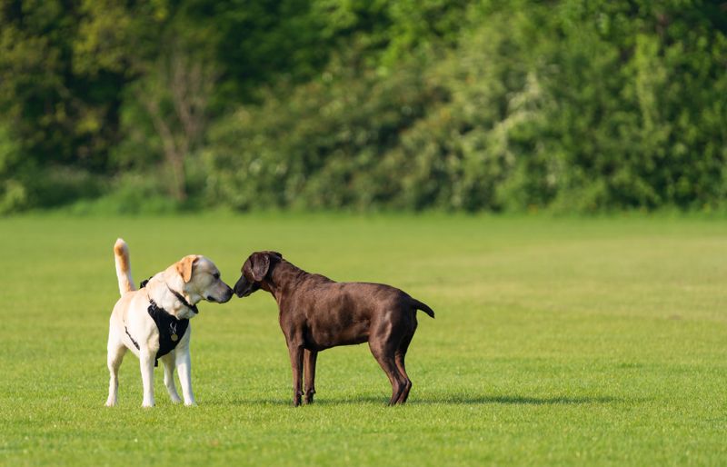 A yellow Labrador in a harness and a chocolate-brown dog meeting nose to nose on a mown field in front of a hedge.