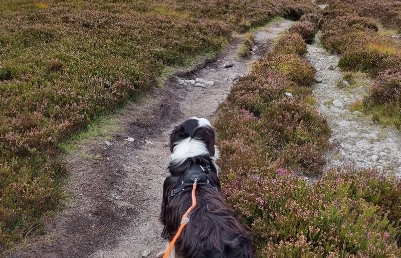 A black-and-white dog seen from behind, wearing a harness and bright orange lead, standing on a narrow gravel path through purple heather on an open hillside.