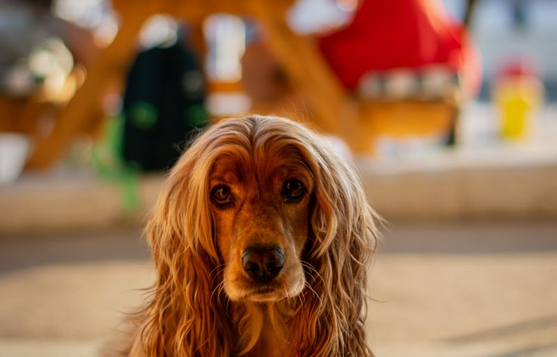 A golden cocker spaniel with long, wavy ears sitting outside in the sun, with a blurred café table behind.