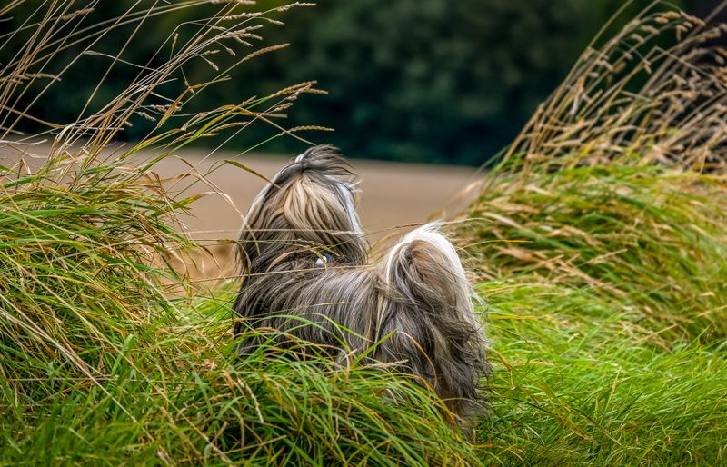 A long-haired Tibetan terrier seen from behind, half hidden in tall, windblown grass at the edge of a field.