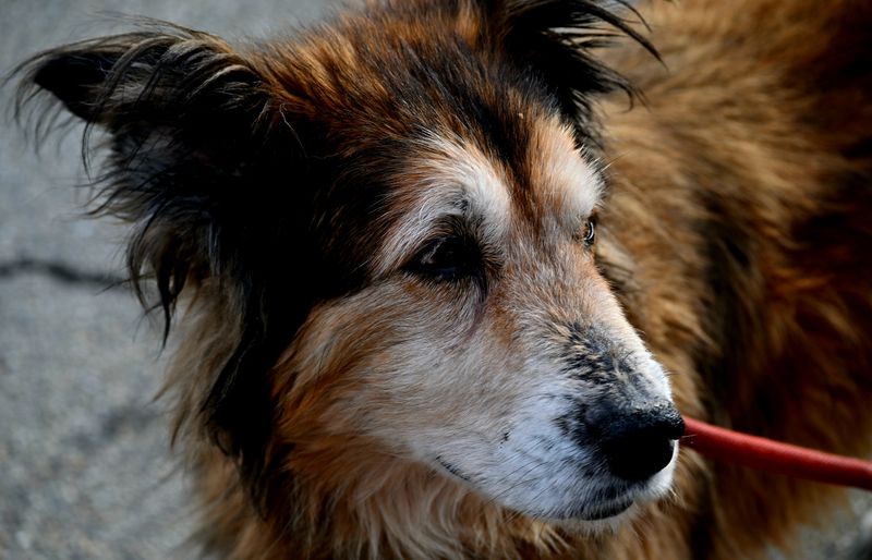 Close-up of an old, long-haired dog with a greying muzzle, wearing a red lead.