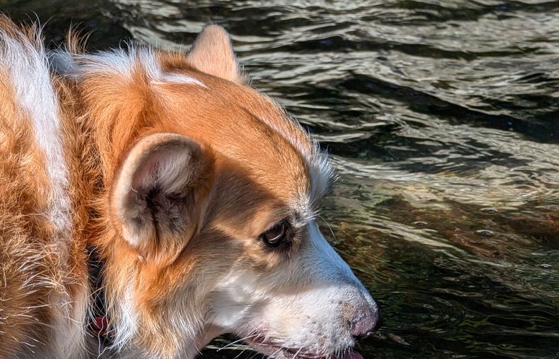 A ginger-and-white corgi lowering its head to drink from a clear, sunlit stream.