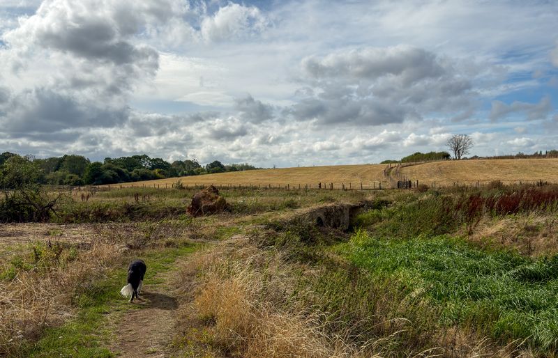 A black-and-white dog walking along a narrow path through rough grassland towards rolling golden fields under a big cloudy sky.
