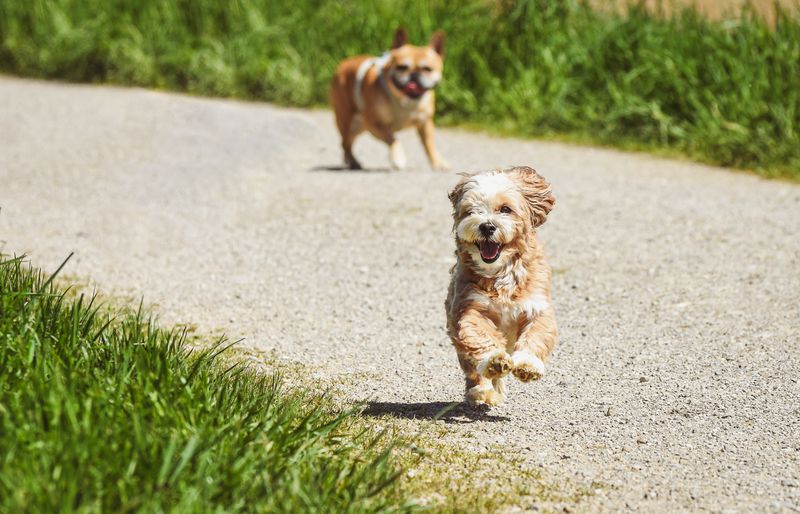 A small fluffy dog bounding along a sunny gravel path towards the camera, with a second dog following behind.