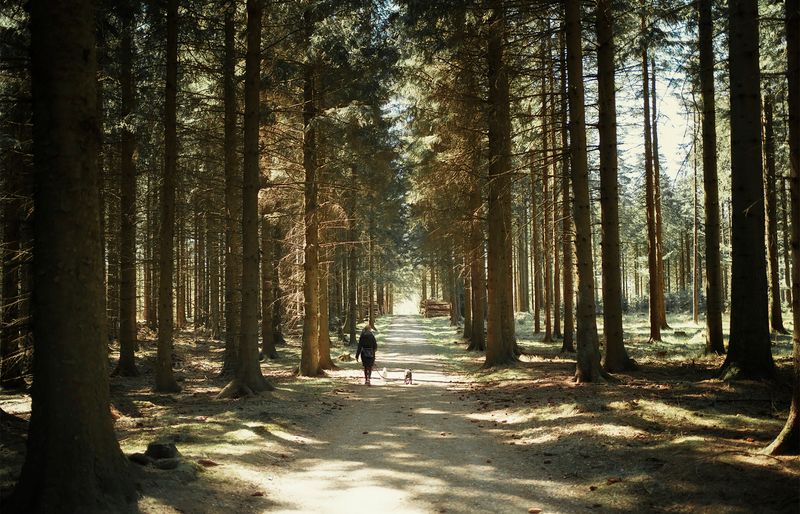 A person and a small dog walking down a wide, sun-dappled track between tall pine trees.
