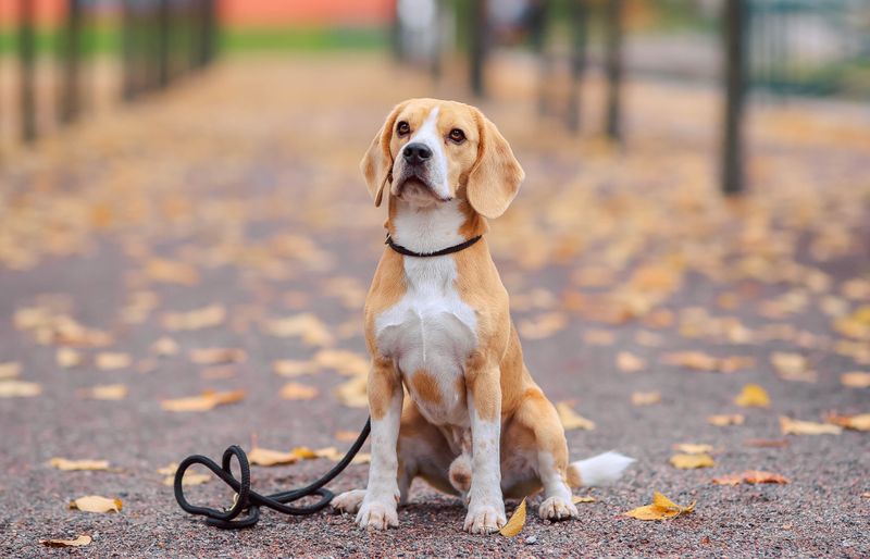 A beagle sitting on a park path scattered with yellow autumn leaves, its black lead lying on the ground beside it.