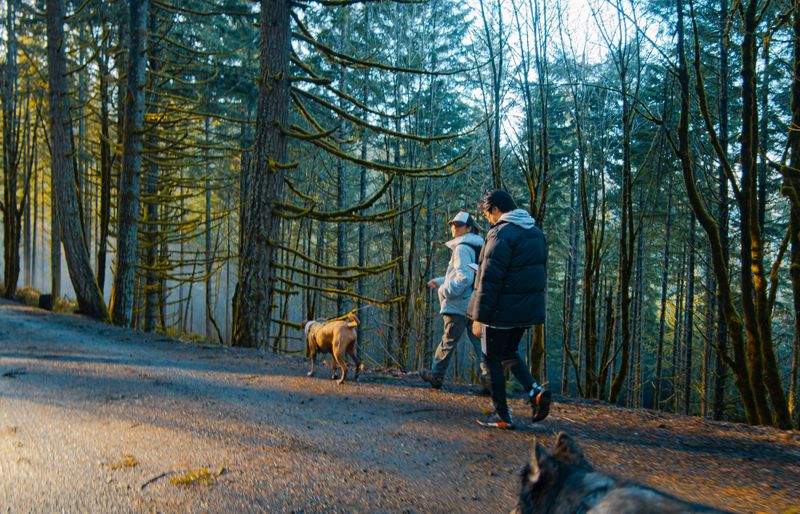 Two people walking a tan dog on a lead along a gravel track through a tall, sunlit conifer forest.